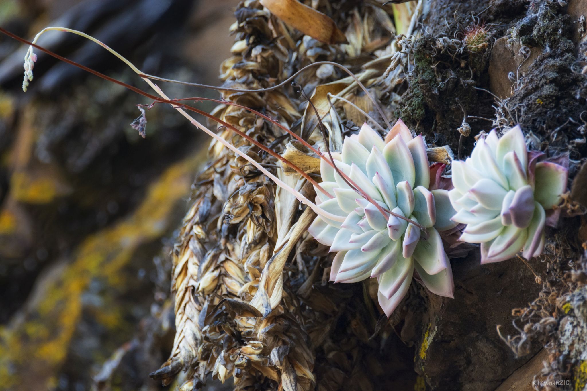 Imagem de Echeveria