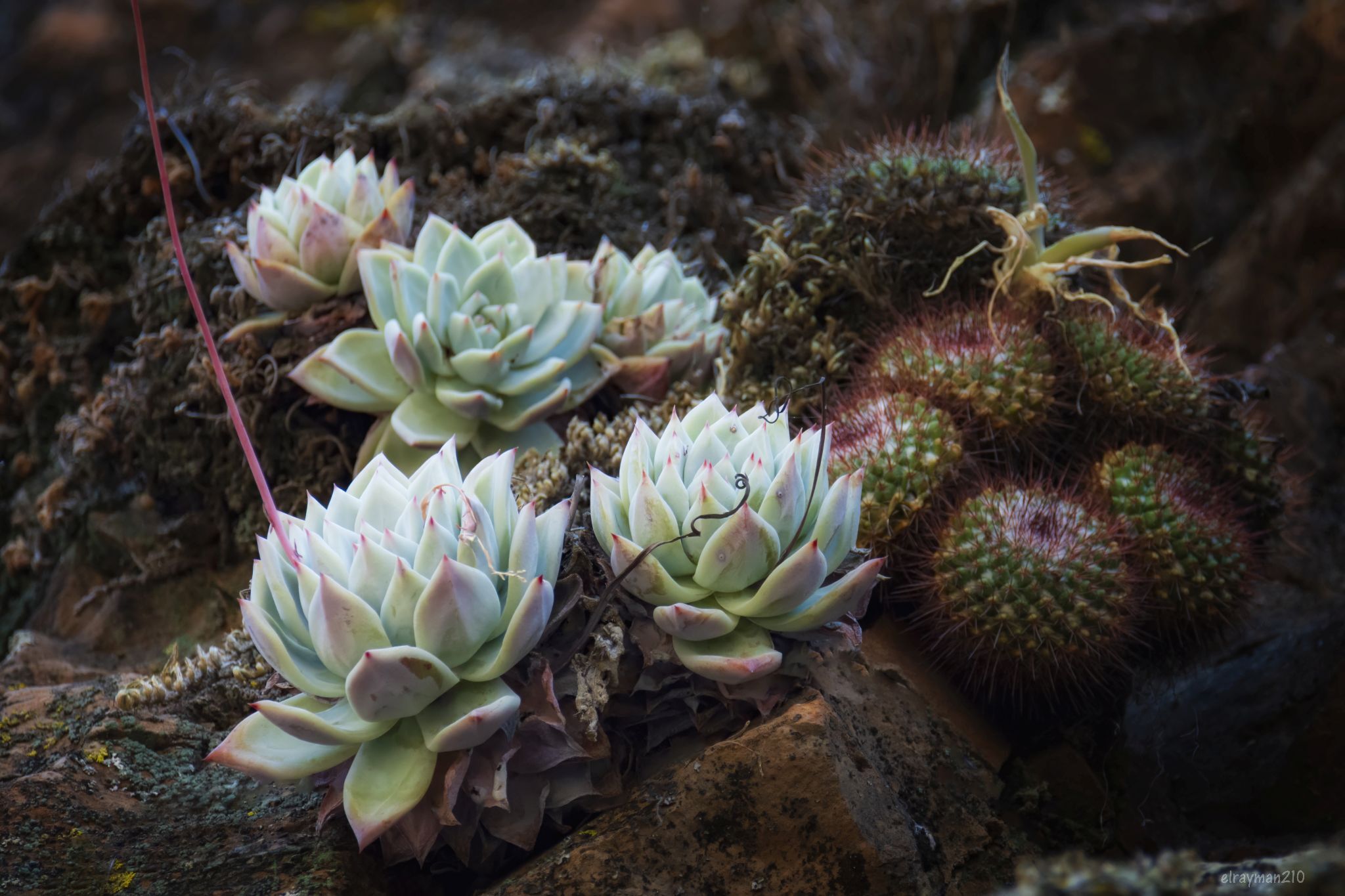 Imagem de Echeveria