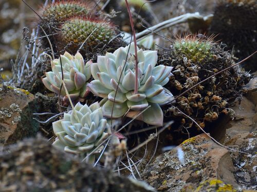 Foto de Echeveria