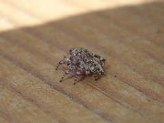 Attulus distinguendus