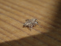 Attulus distinguendus