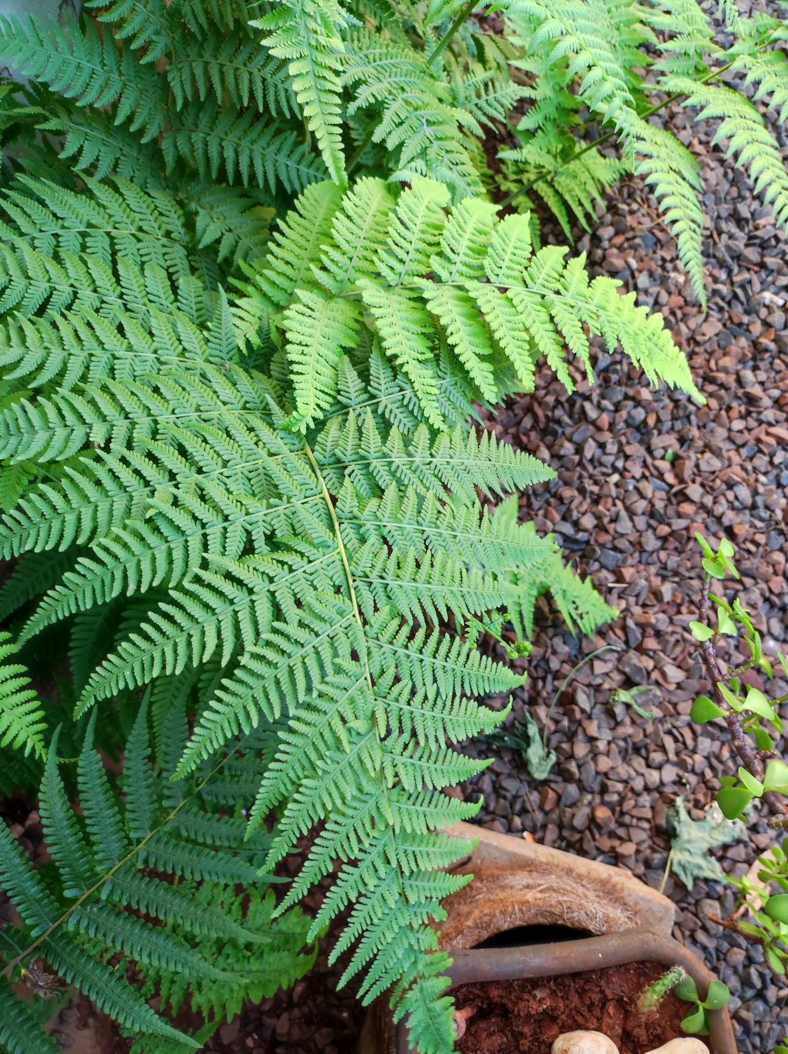 Macrothelypteris torresiana