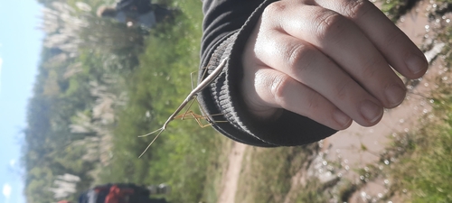 Small-winged Stick Mantis photo 3