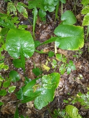 Cicerbita macrophylla uralensis