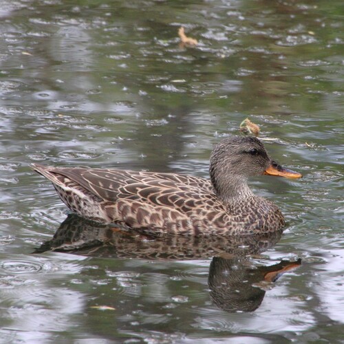 iNaturalist observation photo of Gadwall