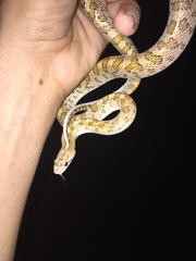 Arizona elegans eburnata
