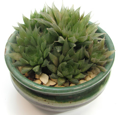 Haworthia cooperi