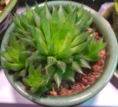 Haworthia cooperi
