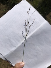 Juncus anthelatus