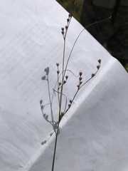 Juncus anthelatus