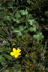 Ranunculus cymbalariifolius