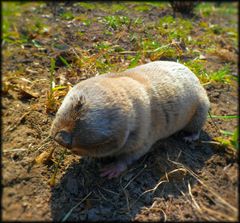 Spalax microphthalmus