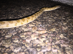 Arizona elegans eburnata