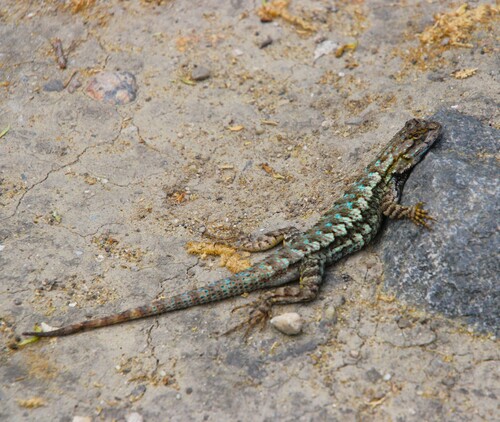 iNaturalist observation photo of Western Fence Lizard