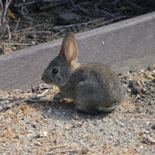 iNaturalist observation photo of Desert Cottontail