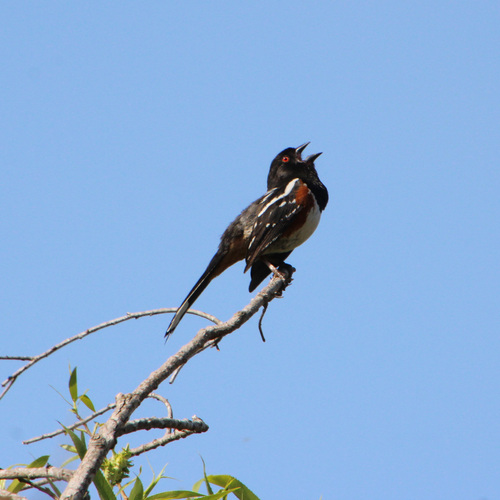 iNaturalist observation photo of Spotted Towhee