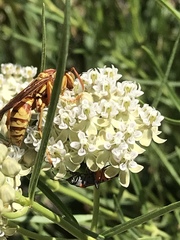 Polistes apachus apachus