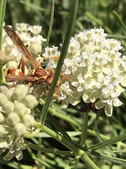 Polistes apachus apachus