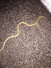 Arizona elegans eburnata
