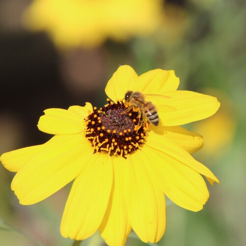 iNaturalist observation photo of Western Honey Bee