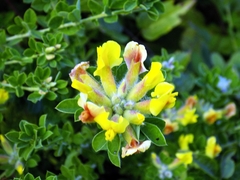 Chamaecytisus supinus