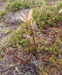 Pedicularis ornithorhynchos