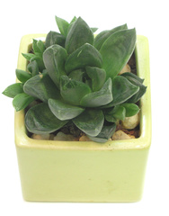 Haworthia cymbiformis