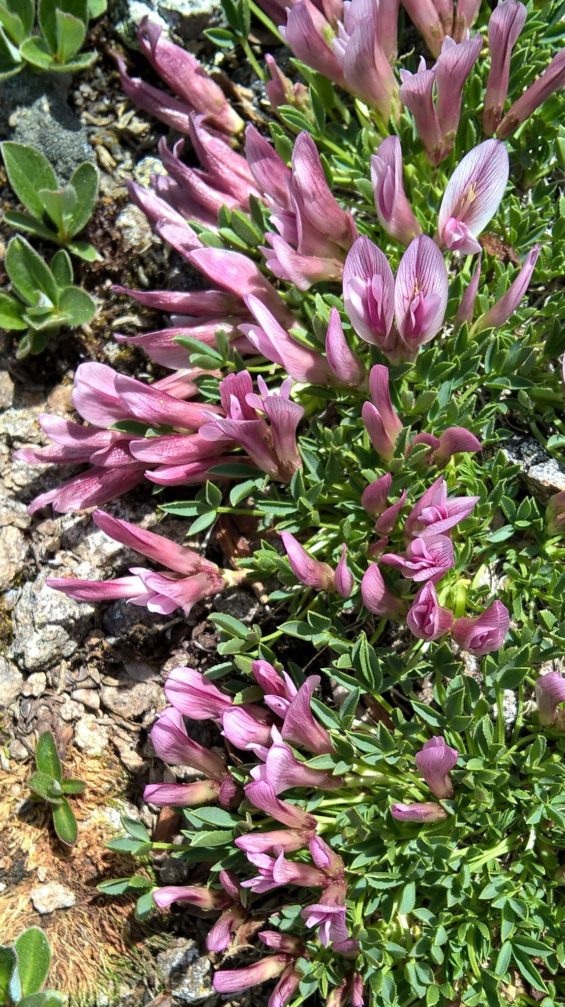 Trifolium nanum