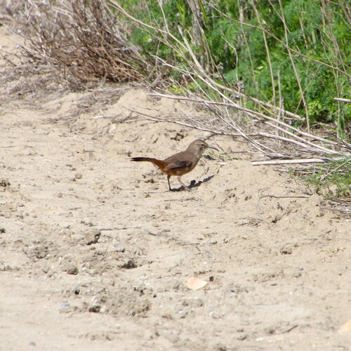 iNaturalist observation photo of California Thrasher