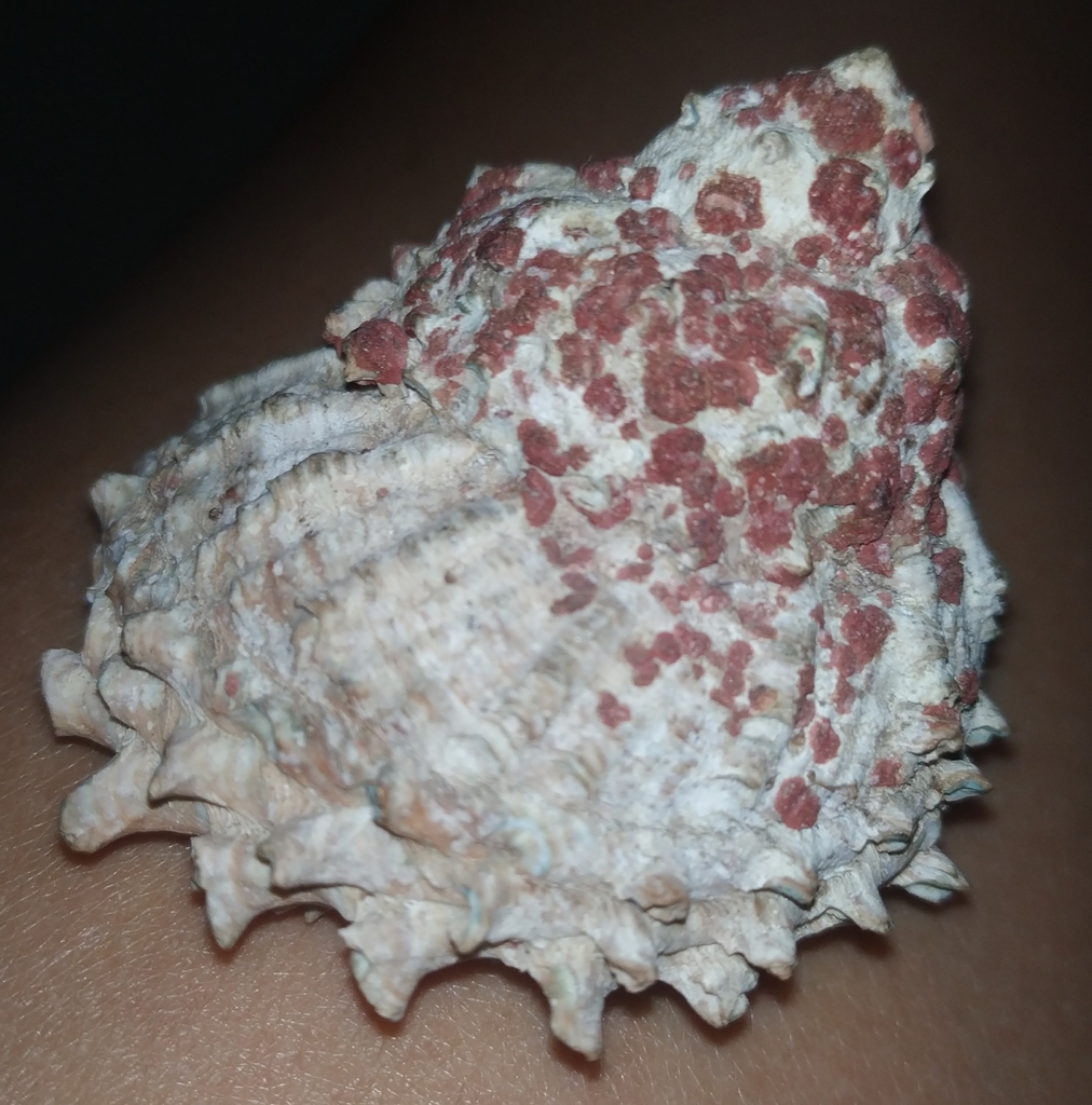 Carved Starsnail
