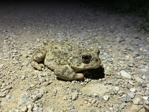 iNaturalist observation photo of Western Toad