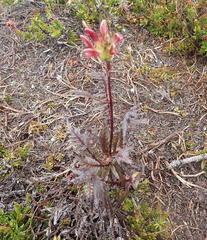 Pedicularis ornithorhynchos