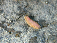 Lepidonotus squamatus