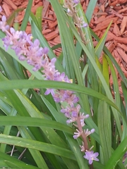 Liriope