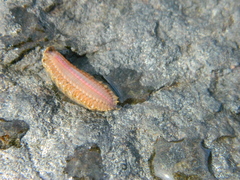 Lepidonotus squamatus