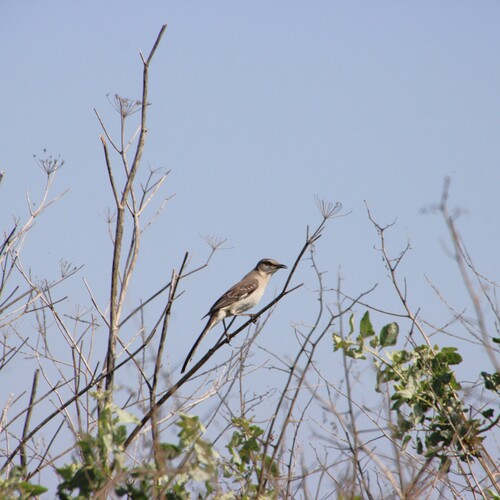 iNaturalist observation photo of Northern Mockingbird