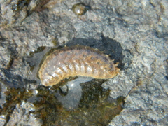 Lepidonotus squamatus