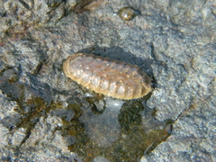 Lepidonotus squamatus