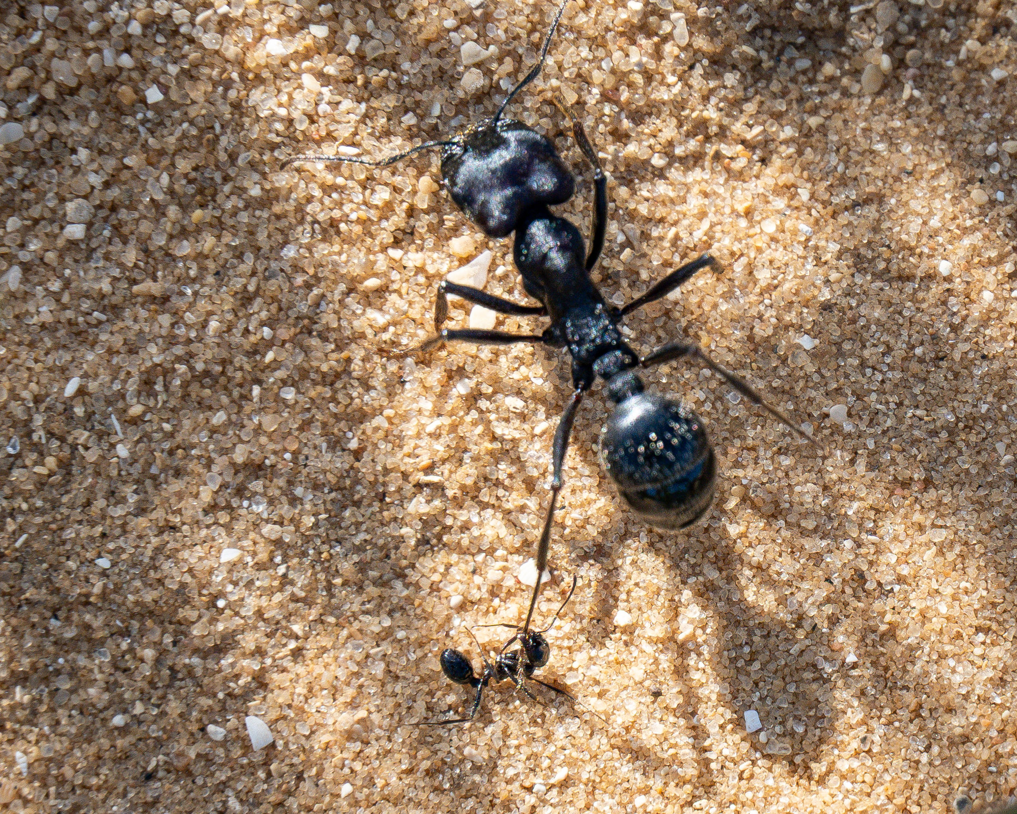 Messor arenarius diabolus