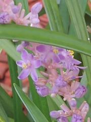 Liriope