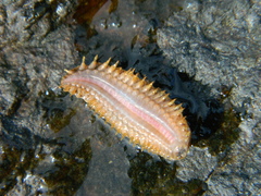 Lepidonotus squamatus