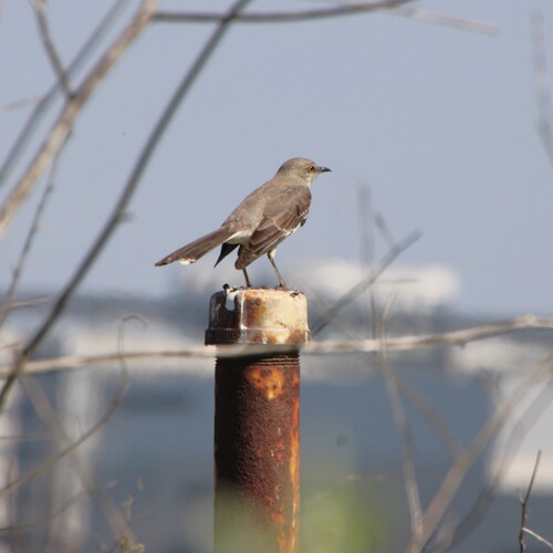 iNaturalist observation photo of Northern Mockingbird