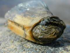 Mya truncata