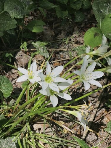 Image of Zephyranthes atamasco by no rights reserved