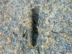 Cistenides granulata image
