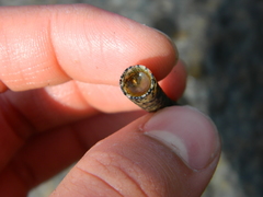 Cistenides granulata