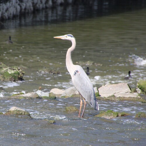 iNaturalist observation photo of Great Blue Heron