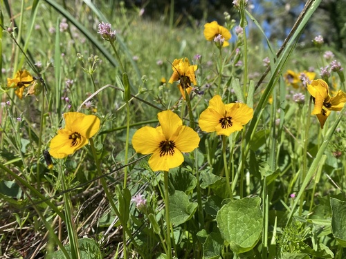 iNaturalist observation photo of California Golden Violet