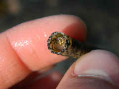 Cistenides granulata