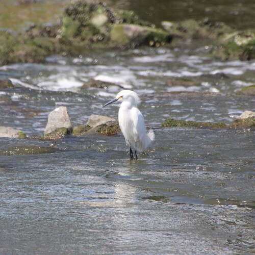 iNaturalist observation photo of Snowy Egret